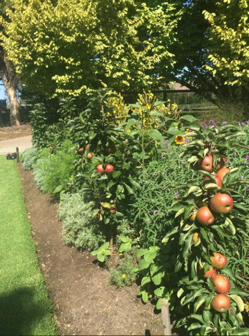 Яблоня Сенатор, растет прямо в цветнике