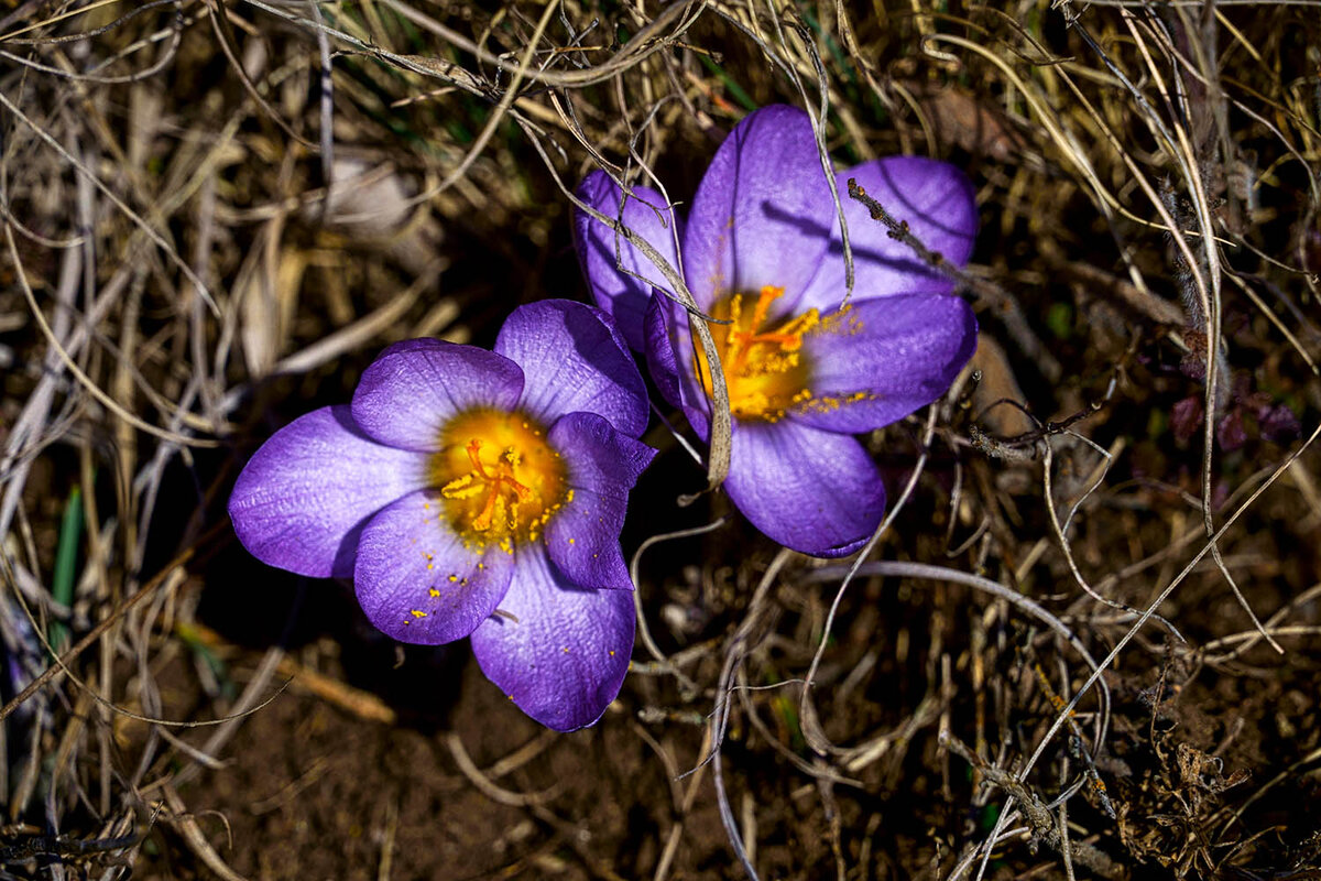 Крокус Ялта