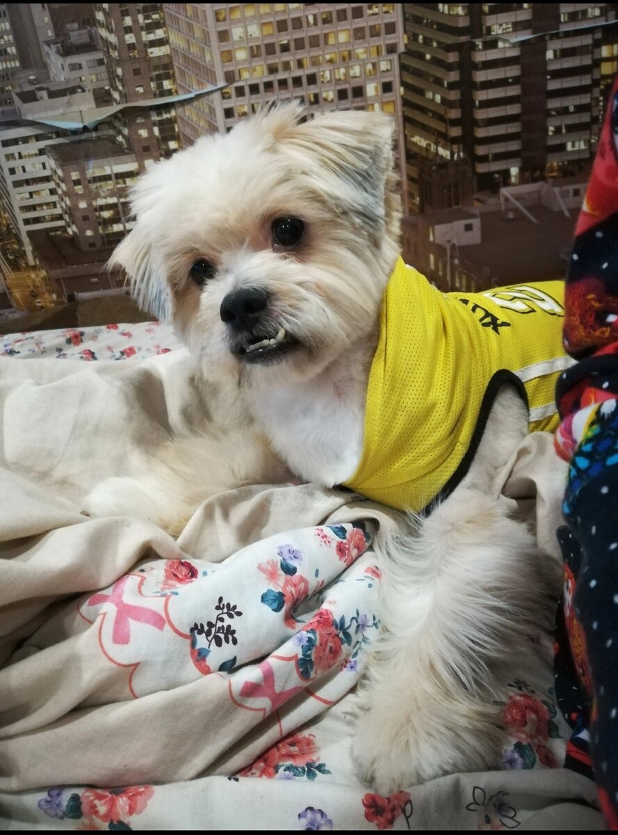 Фото из архива наших питомцев. Дуся. Все фото хранились в старом телефоне, поэтому некоторые фото могут повторяться.