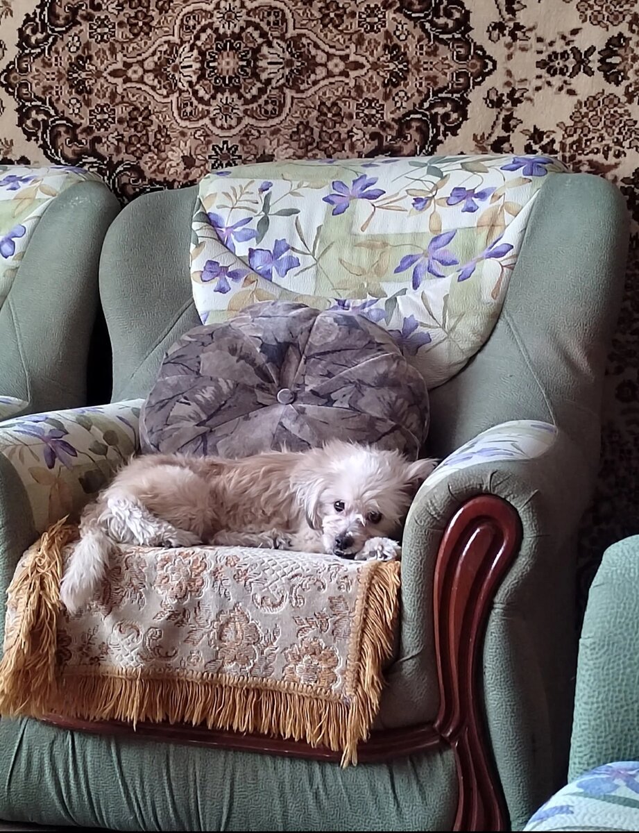 Фото из архива наших питомцев. Дуся.