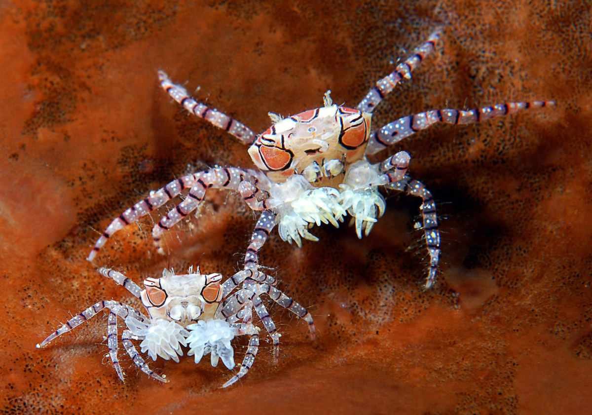 Краб носит краба. Краб-боксер (Lybia tesselata) .. Пом-пом краб (Lybia tesselata). Крабы и актинии. Краб анемоновый Помпоновый (Членистоногие), м /Lybia tesselata.