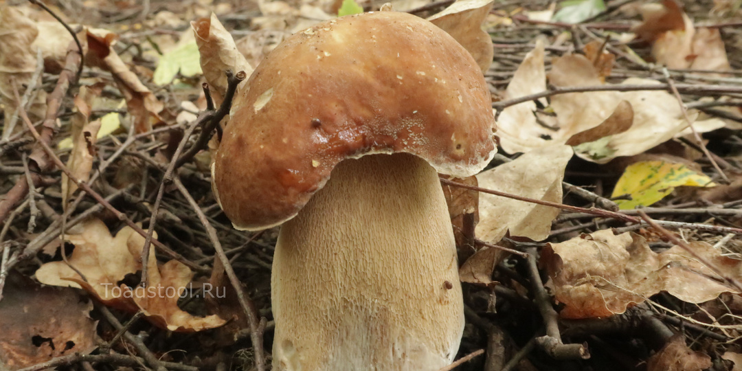 Удивительные примеры дружбы между грибами. Мокруха, перечник, подвишень!
