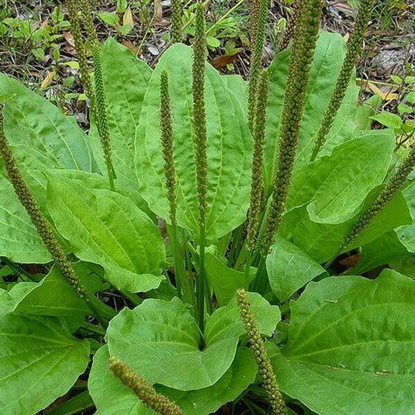 Лечебное растение подорожник.