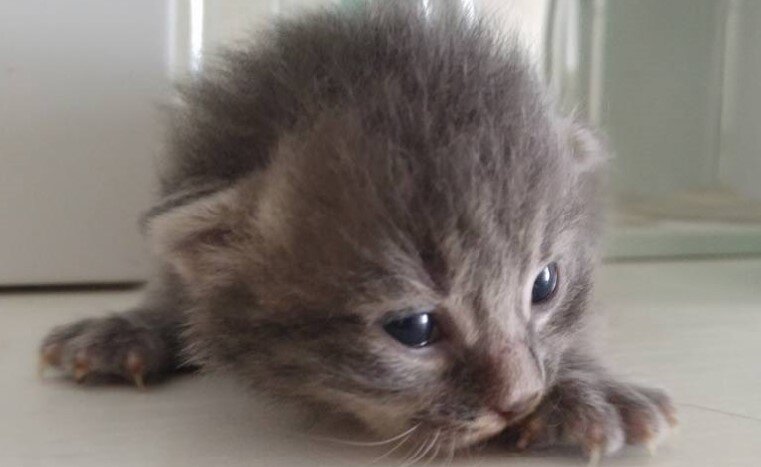 Вот именно этот комочек. Фото автора.