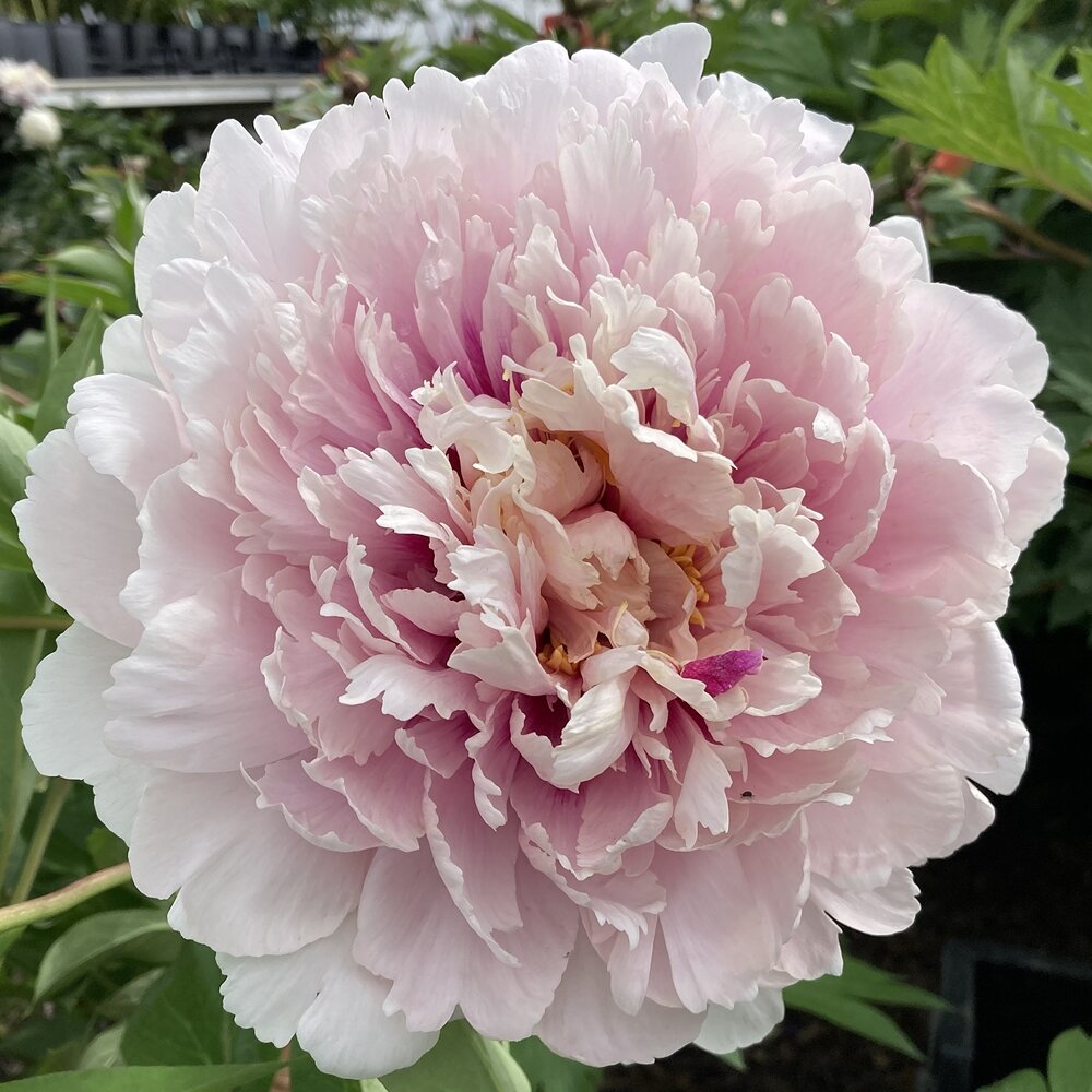 Пион Кэролайн констебль Paeonia Caroline Constabel