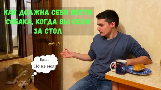 Как должна себя вести собака, когда Вы сели за стол?