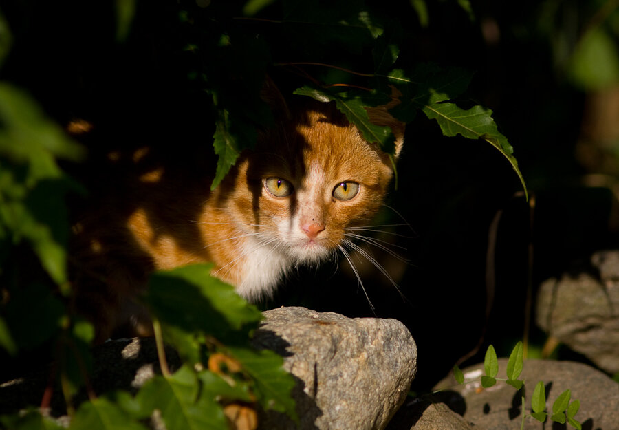 черный кот охотится. животные в засаде. смешной кот в засаде. кошка в засаде. черный кот юмор.