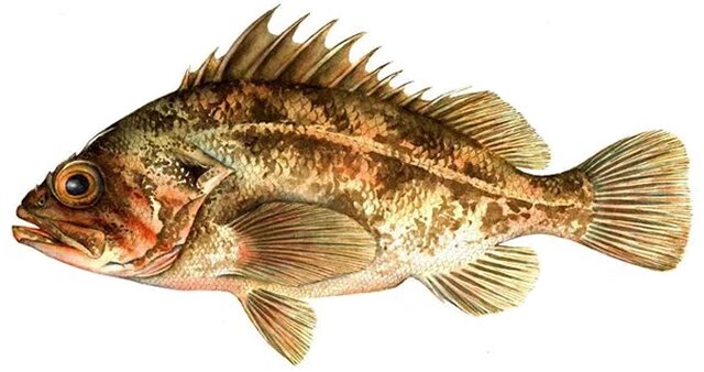 Sebastes auriculatus