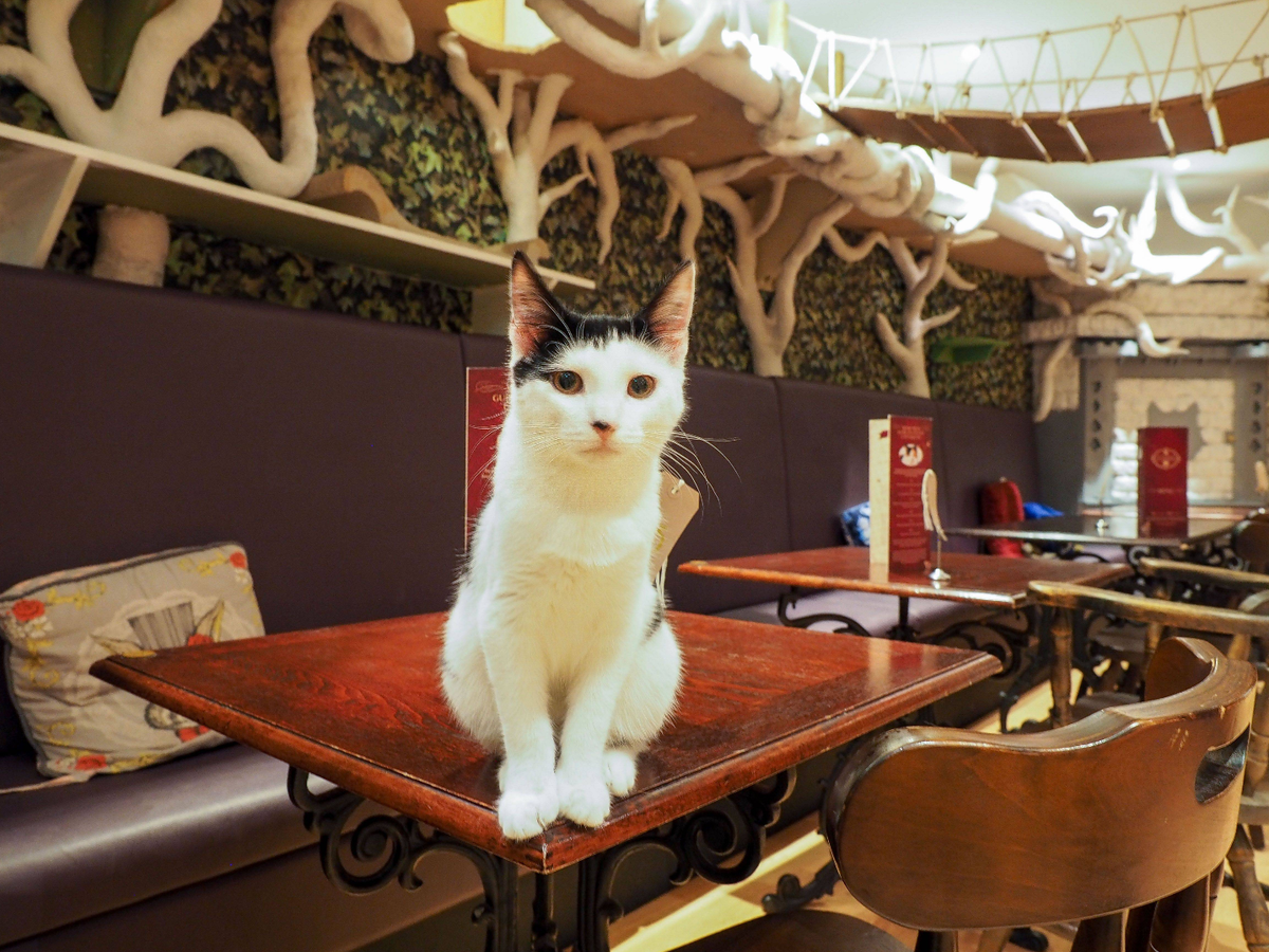 Включи коте ресторан. Кошачье кафе - "Cat Cafe" в Японии. Кафе Lady Dinah’s Cat Emporium. Котокафе Котофейня, Москва. Котокафе на Новокузнецкой.