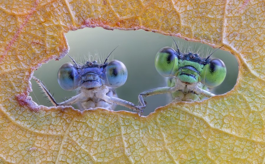 Добавьте описание