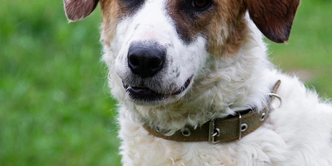 Самый добрый в мире пёс ищет самую добрую в мире семью.