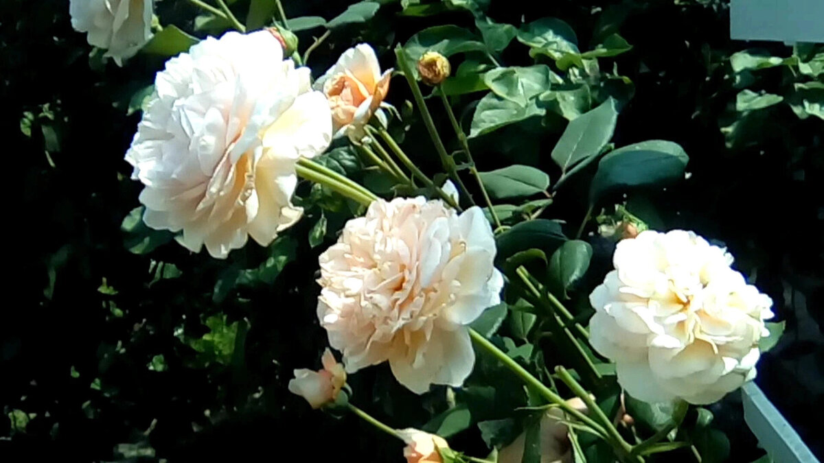 фото Наталии