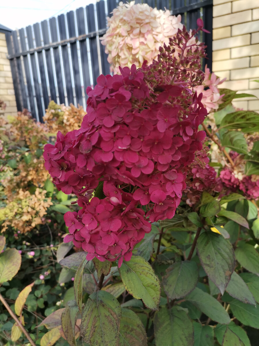 Гортензия Лидия Самарская 