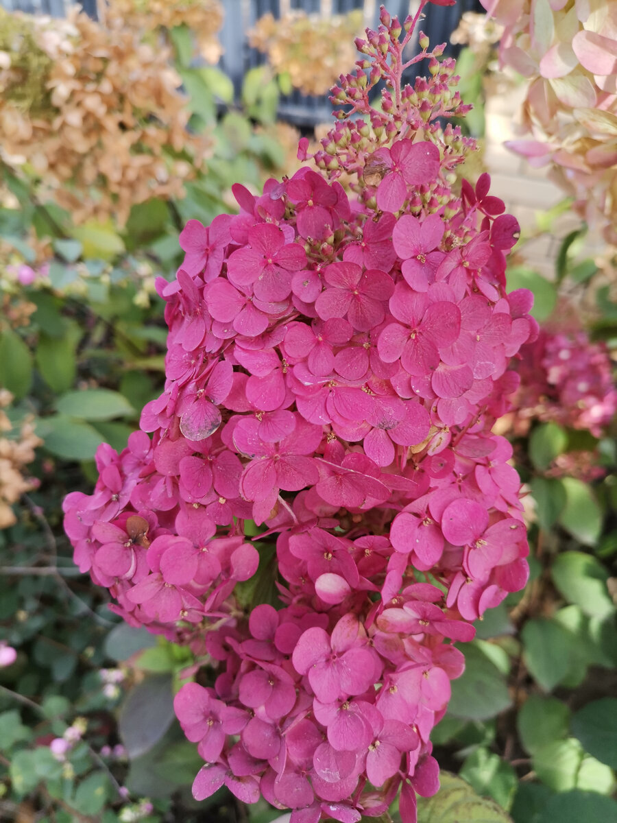 Соцветие гортензии Лидия Самарская 