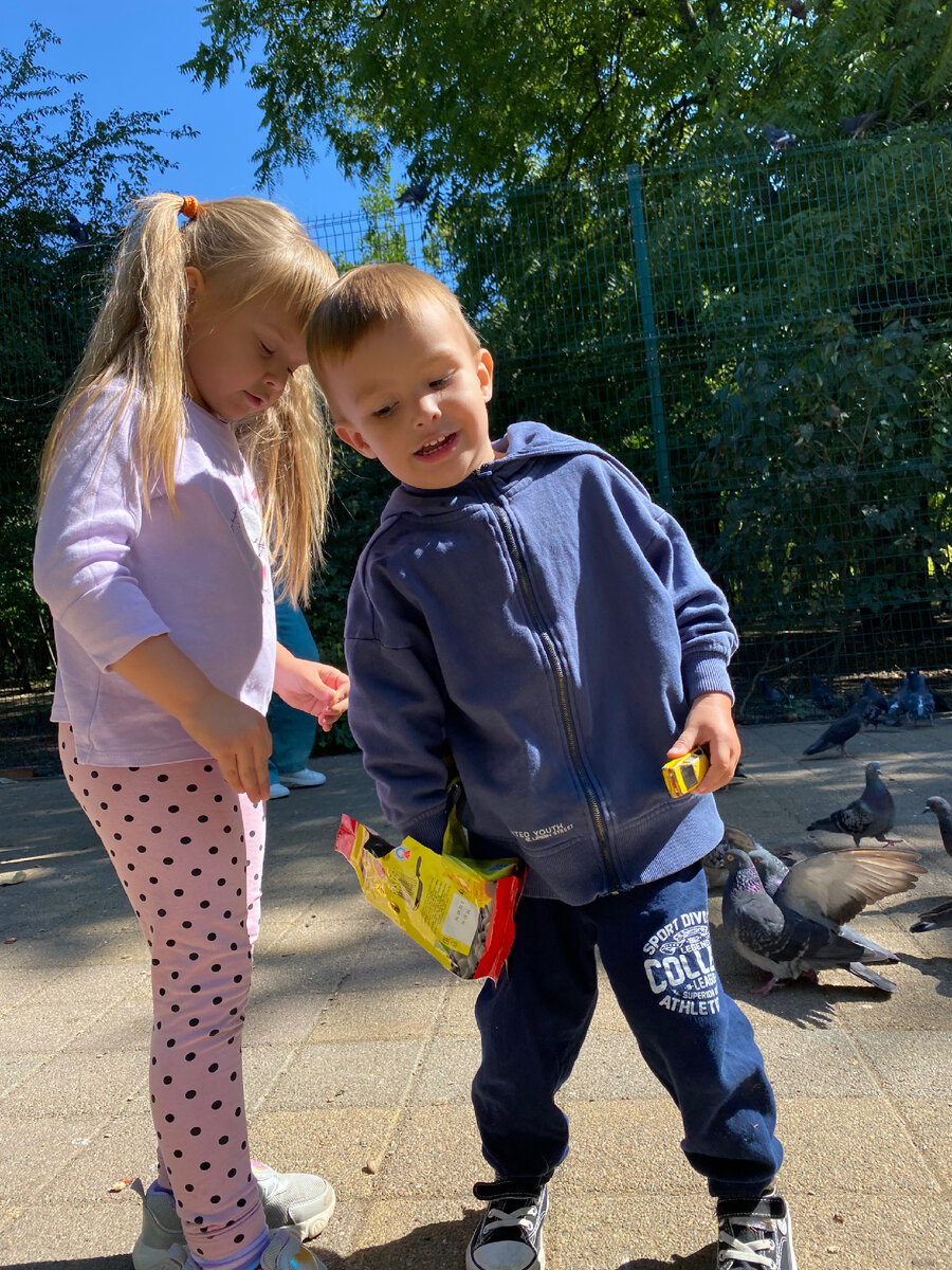 Вот так кормят, гоняют, изучают голубей.