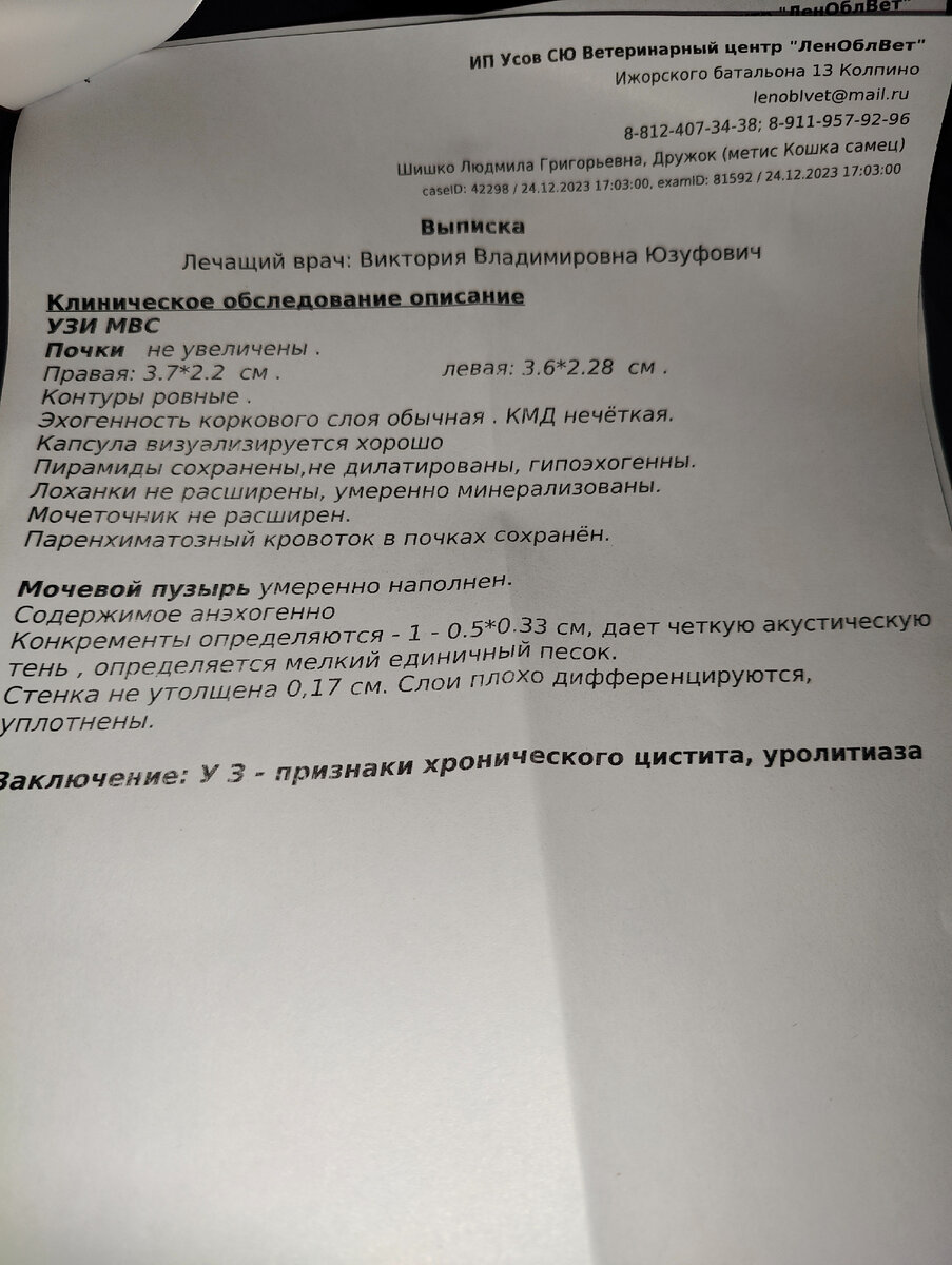 Очень прошу помочь Дружку избавиться от камней в мочевой пузыре. Операция  завтра. | Animalrescueed | Дзен