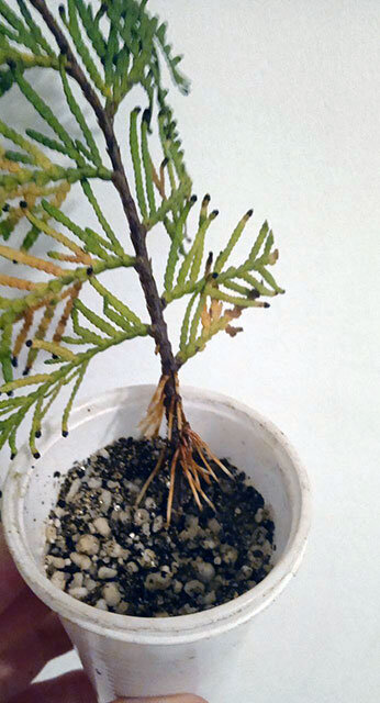 Вот такие корни я увидела позавчера. Что сделала? Вытащила черенок, обрезала снизу лишнюю часть стволика, посадила глубже в ту же смесь, заглубив корни. Как думаете, все правильно? 