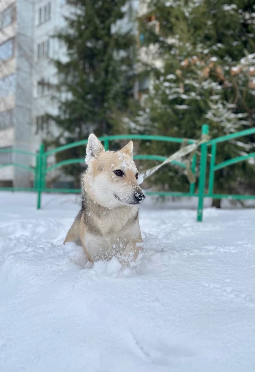 Привет, друзья! Это Йоко, и я верю, что под Новый год чудеса случаются 🎄✨  | Город преданных собак 73 | Дзен