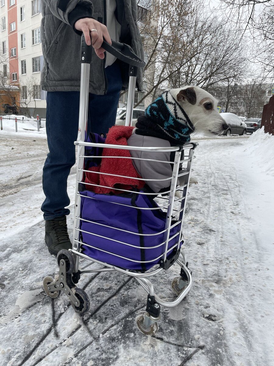 Собака после прогулок