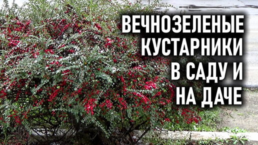 Вечнозеленые кусарники Для вашего сада