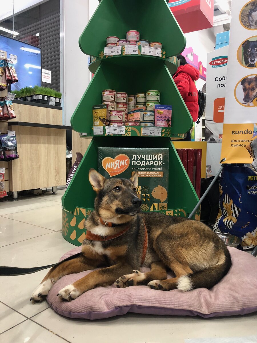Ждет угощений и подарков под целой елкой собачьих радостей)