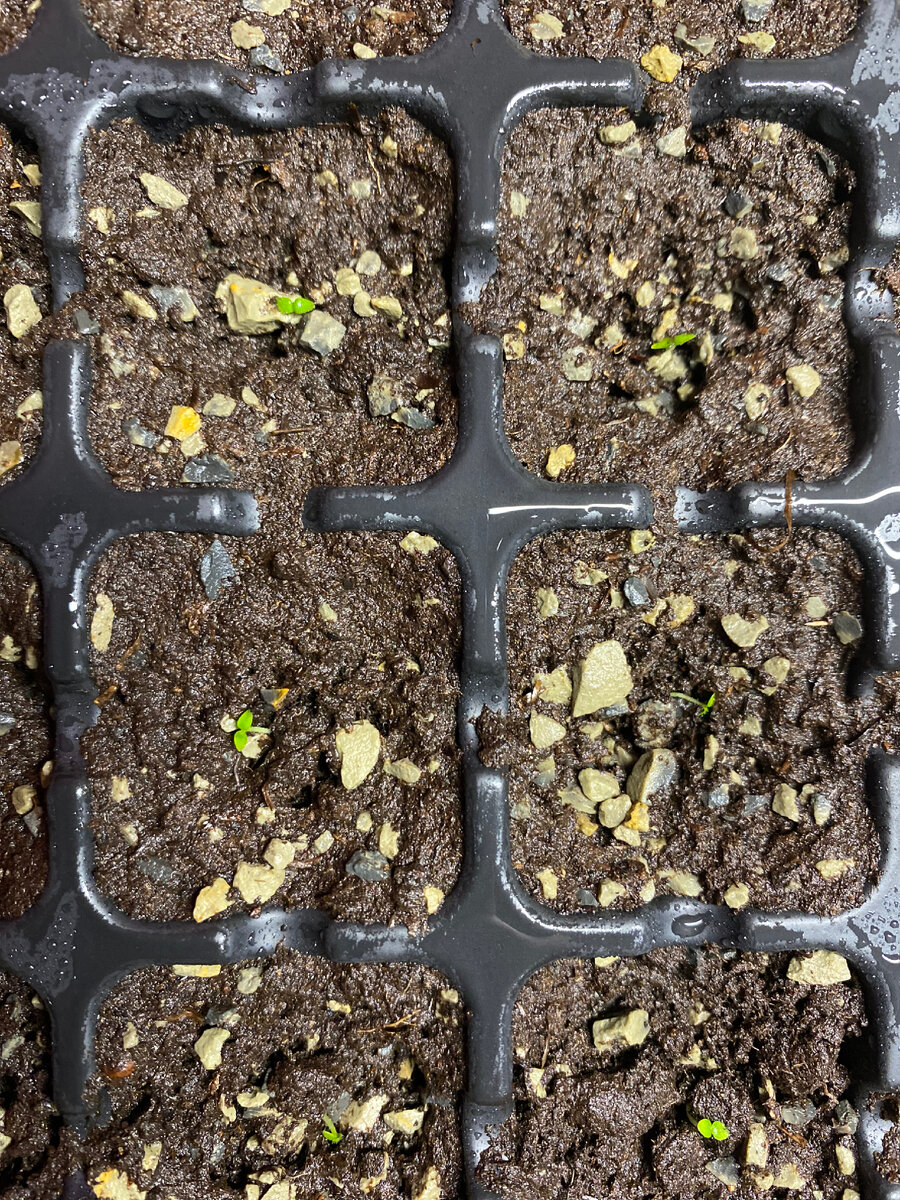 Так сеянцы выглядят сразу после посадки