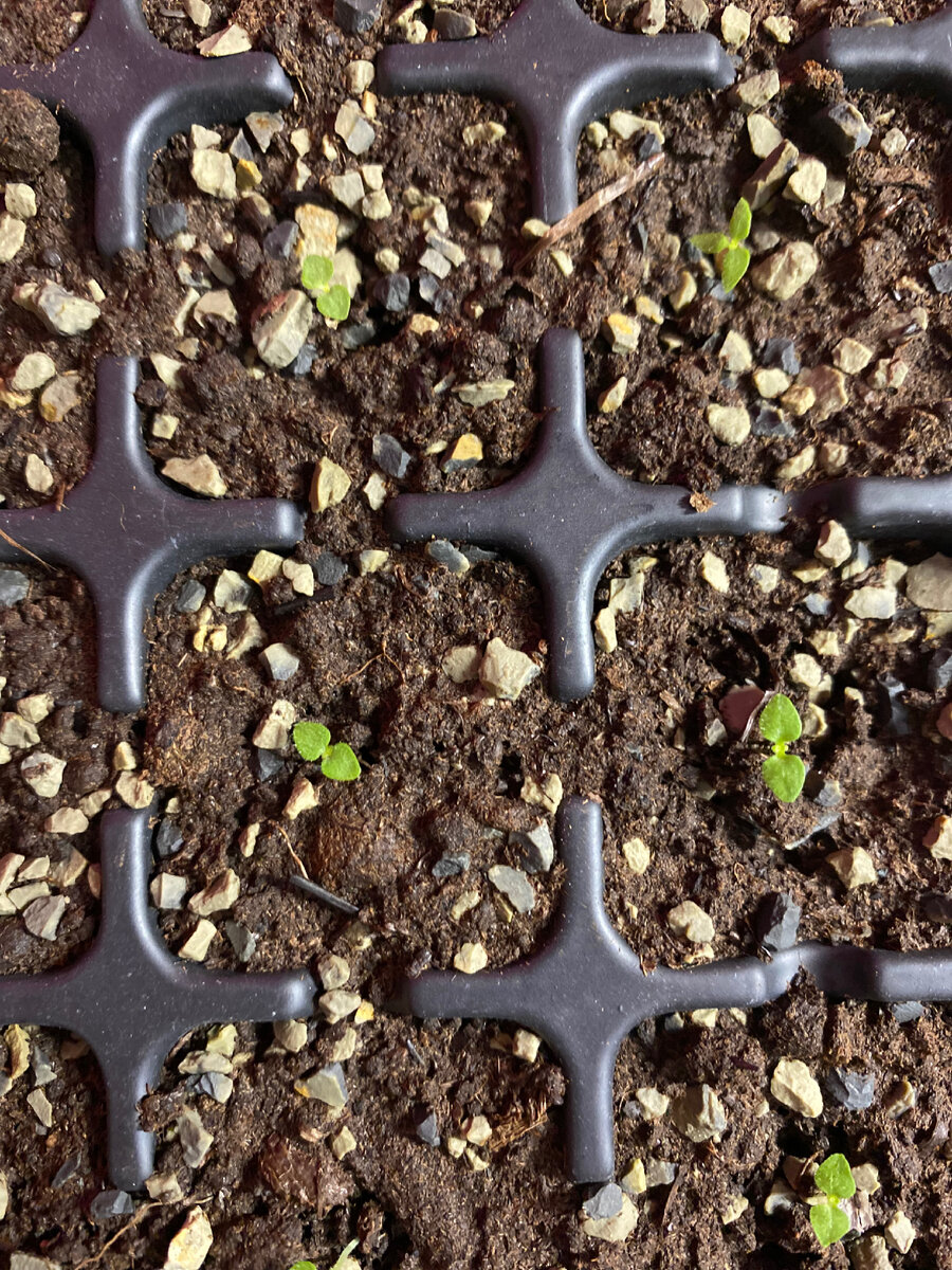 А так, спустя неделю