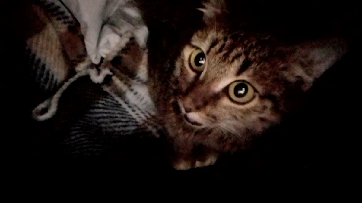 Кексик боится из переноски