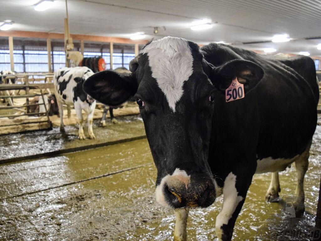 Теория а м бутлерова основные положения теории. Принадлежность к органическим. Термин органические вещества. Состав и строение органических веществ. Дать название органическим веществам задания.