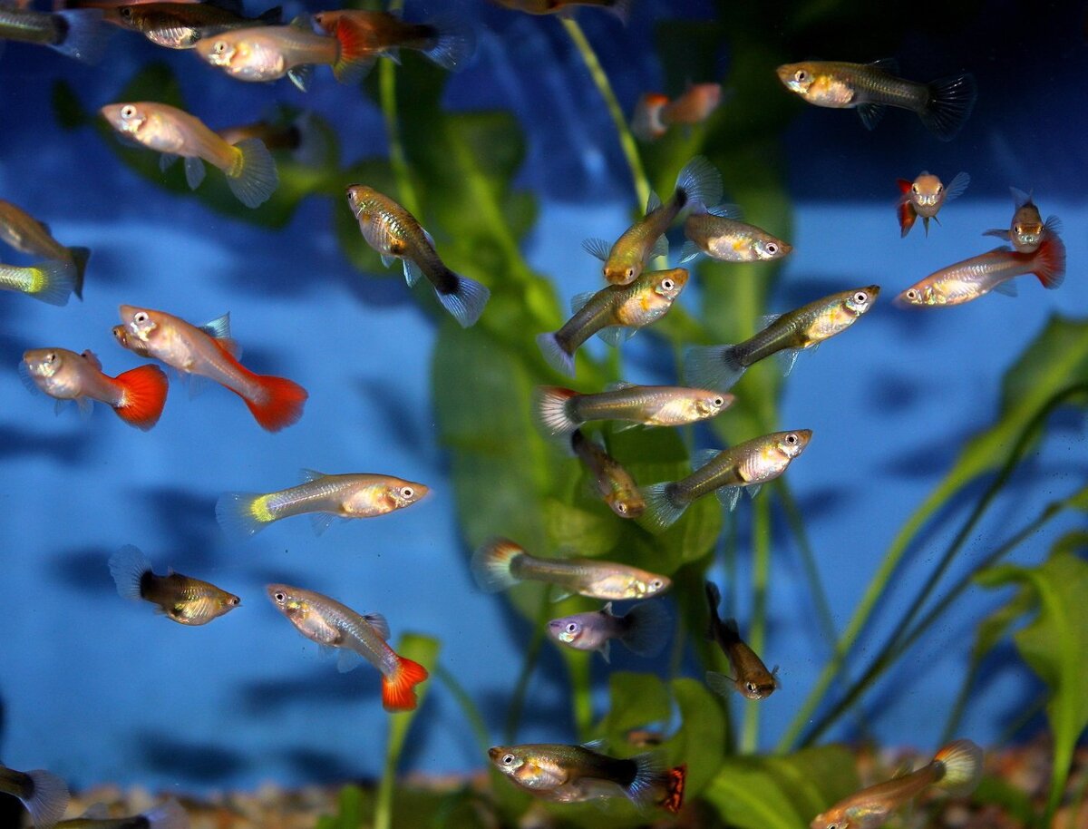 Малек рыбы. Аквариумные рыбки губи. Гуппи рыбки. Рыба гуппи Poecilia reticulata. Мальки гуппи.