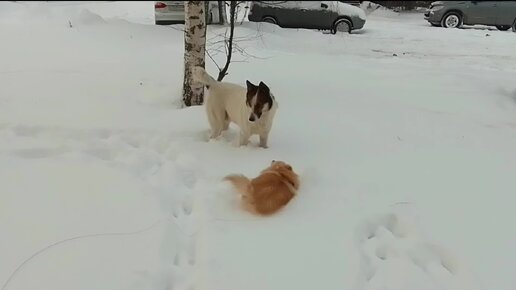 Лана влюбилась в бродячего пса, но она другому отдана😅🤗