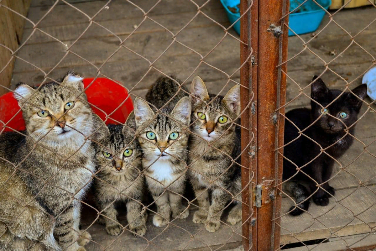 🐱Новогодняя акция помощи бездомным животным «Снежок добра» | Нос, хвост,  лапы | Дзен