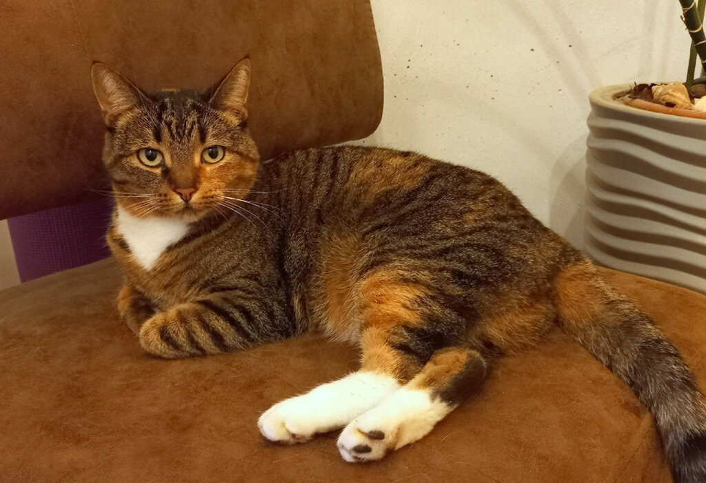 Старшая кошь, и у нее тоже лапки