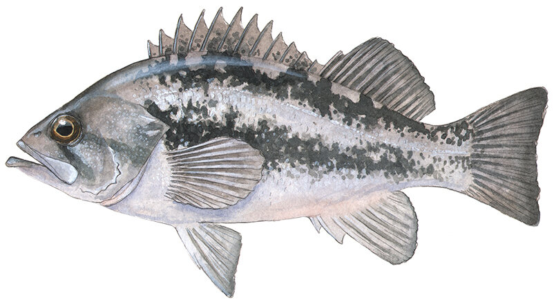 Sebastes melanops