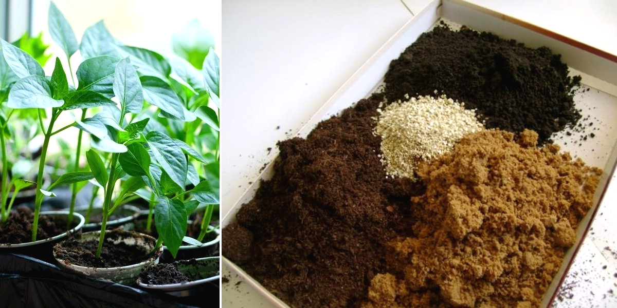 В какую почву лучше сажать. Торф вермикулит биогумус. Почвосмеси для рассады. Подготовка грунта для рассады. Грунт для рассады томатов.