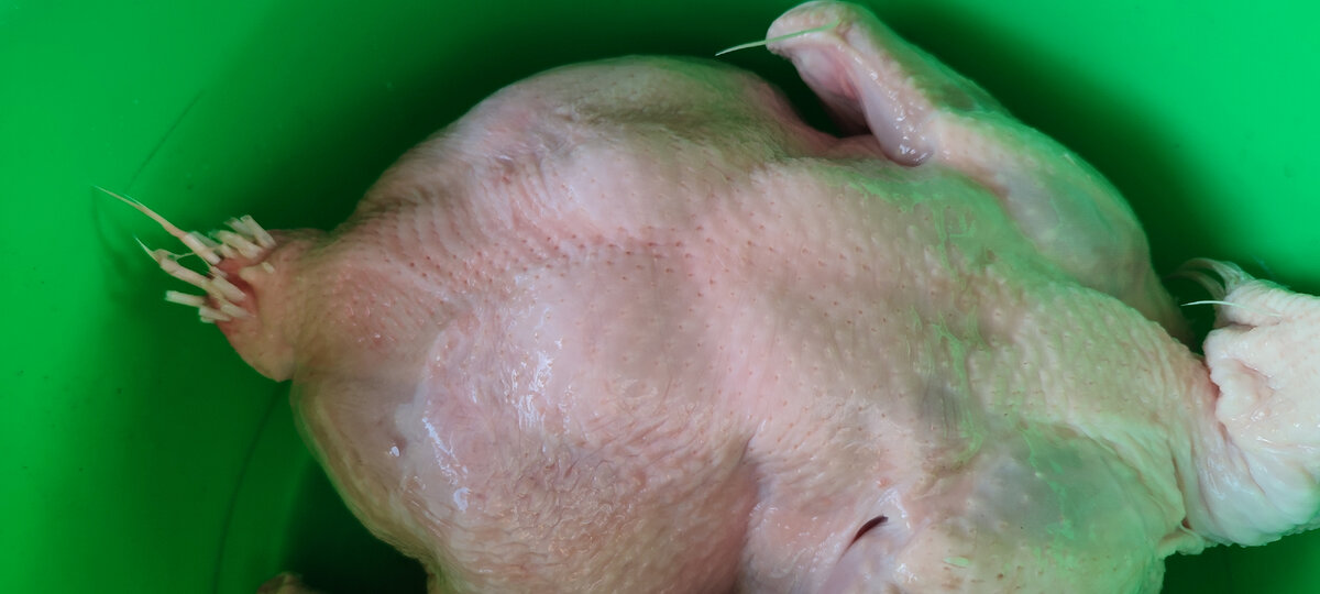 Пеньки как правило остаются на гузке, крыльях и шее