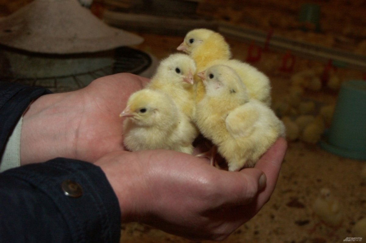    Видео с выброшенными на мороз цыплятами якобы на Алтае оказалось фейком