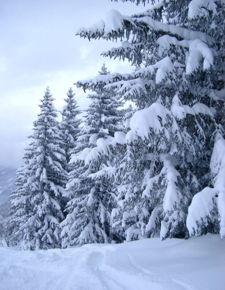 Снежный лес