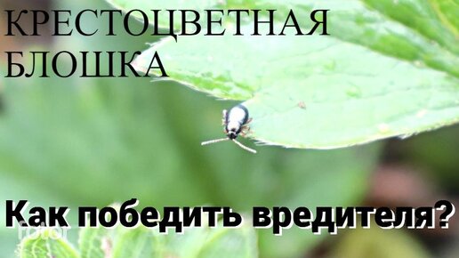 Как избавиться от крестоцветной блошки на огороде. 3 самых проверенных способа после которых вредителя и следа не останется.