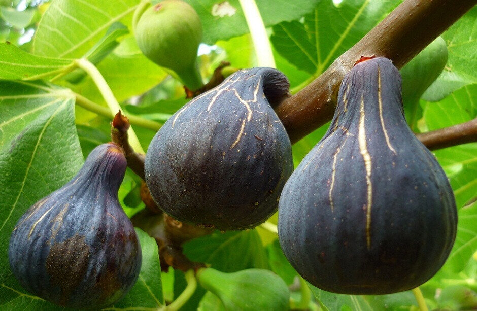 Инжир неспелый. Инжир магарачский. Брауншвейгский – инжир. Инжир афганистанский. Инжир крымский черный.