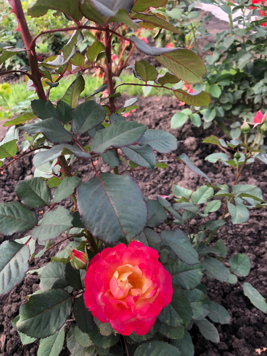 Лучшие розы-шрабы в саду | Цветущий сад Татьяны | Дзен