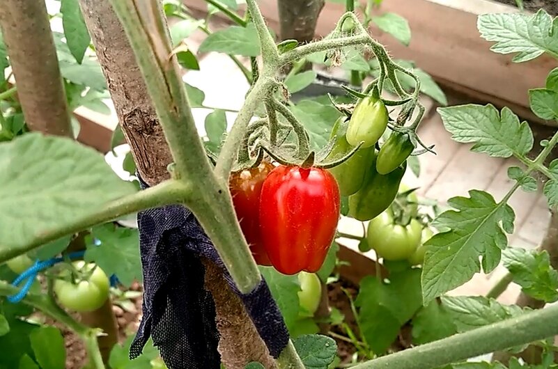 Томаты Плезиро в теплице