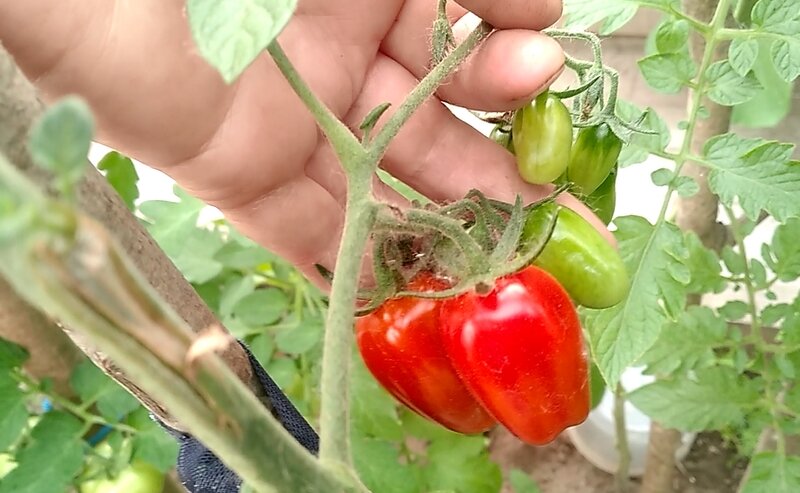 Побуревшие черри  Плезиро