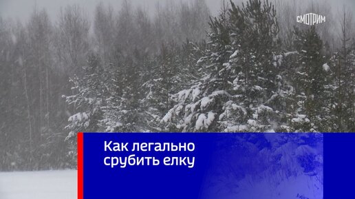 Жителей Подмосковья приглашают самостоятельно срубить новогоднюю ёлку в лесных питомниках