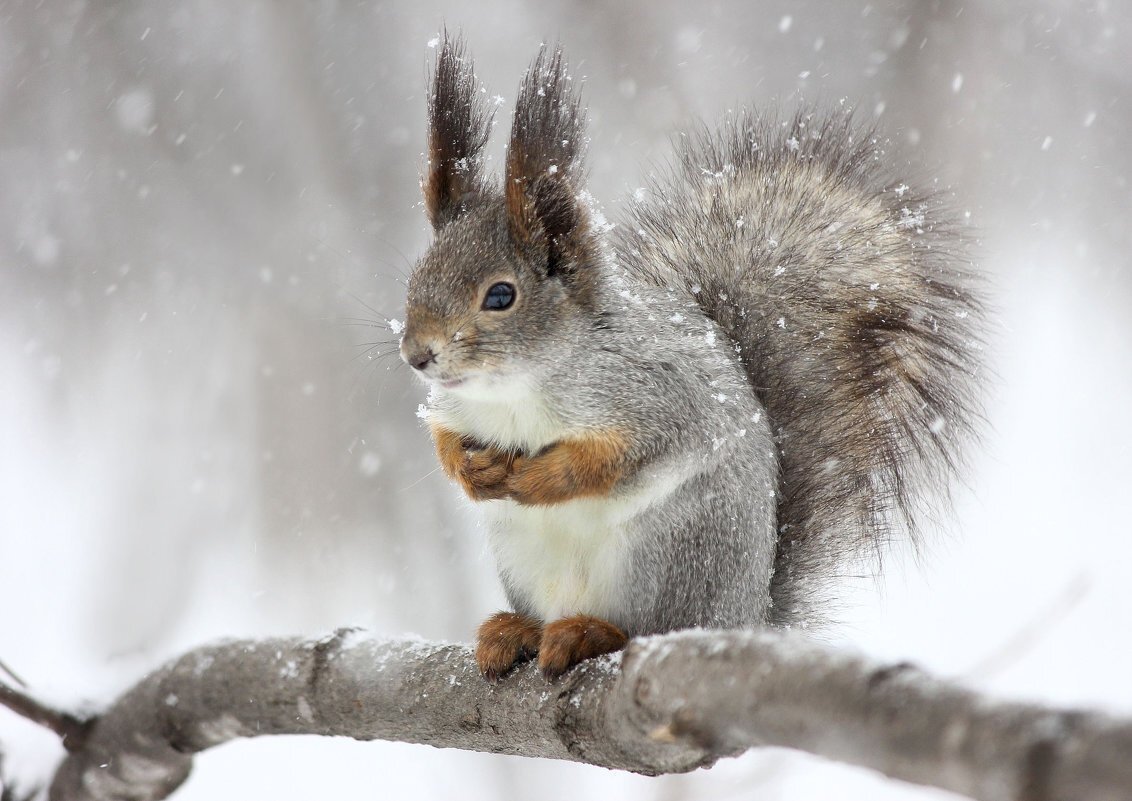 Белка, ласковый зверёчек, тут на веточке сидит. И открыв один глазочек на меня сейчас глядит... Так, стопэ! Этот стих в другой статье будет ) /фото яндекс.