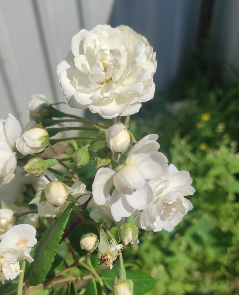 Роза за месте собачьей будки