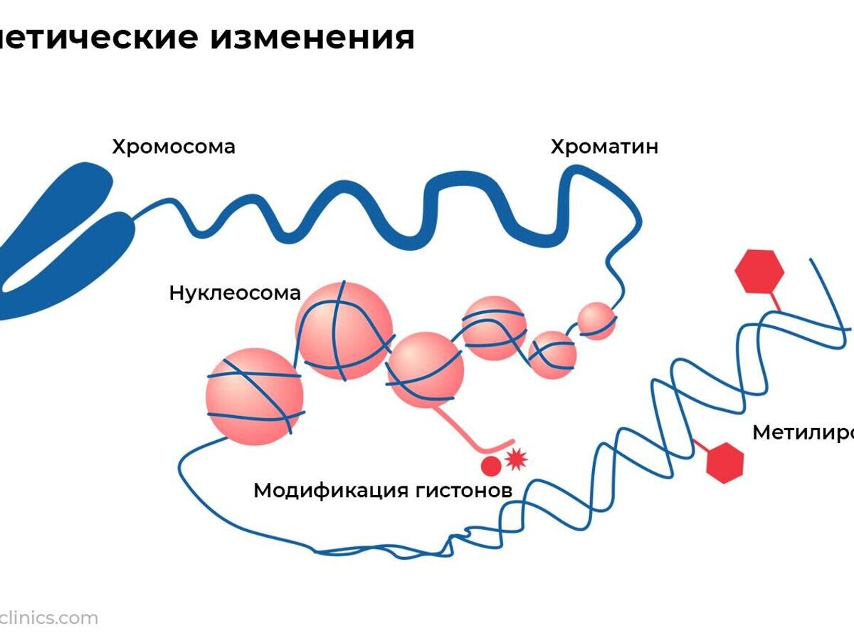 Старение по частям. Создан тест на биологический возраст отдельных органов  | РИА Новости | Дзен