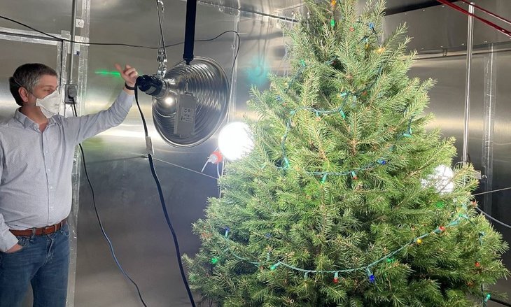    Темную сторону живого новогоднего дерева обнаружили ученые