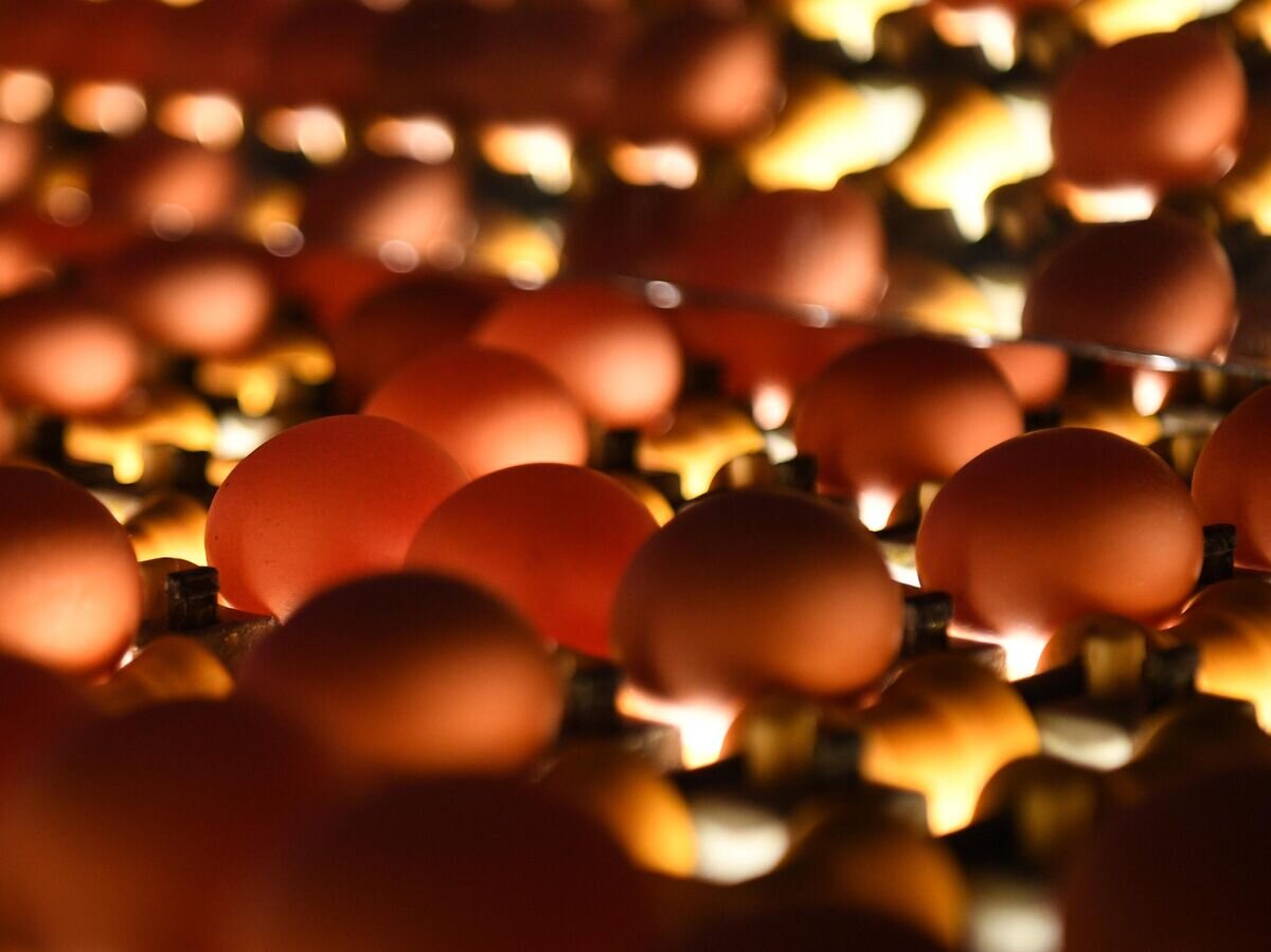    Яйца на участке сортировки и упаковки на птицефабрике© РИА Новости / Александр Кряжев