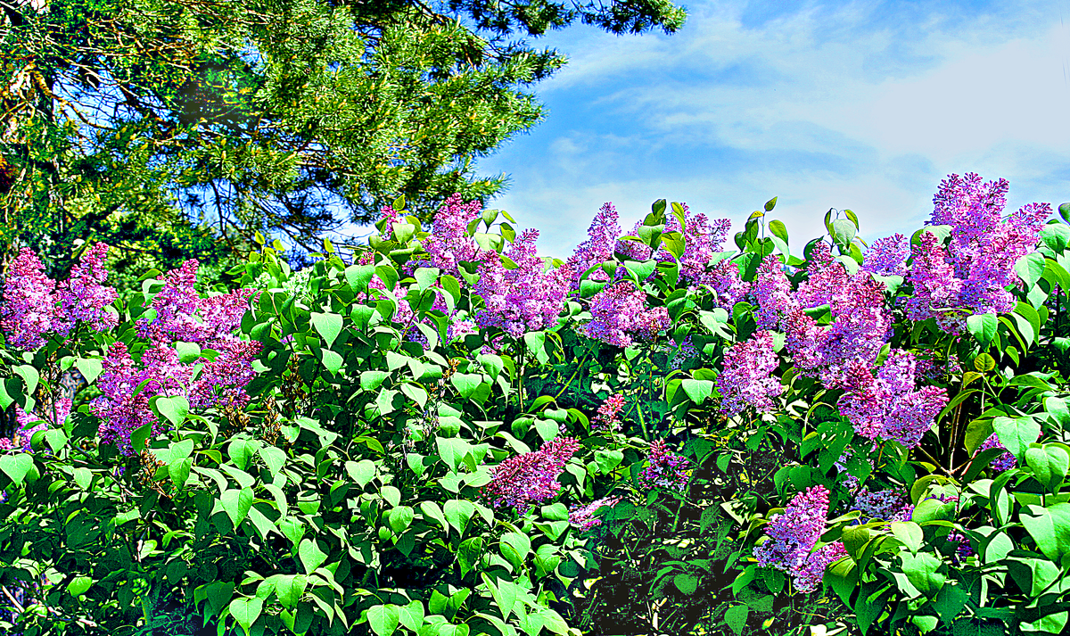 Дикая сирень фото Shaggy Late Lilac Syringa villosa 20 Seeds Syringa, Flower seeds, Lilac